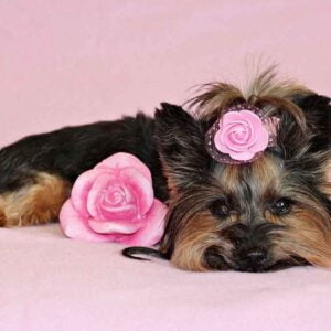 yorkshire-terrier-55e4d44b43_1280-menor