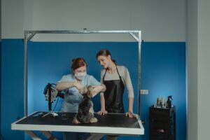 woman grooming a yorkshire terrier