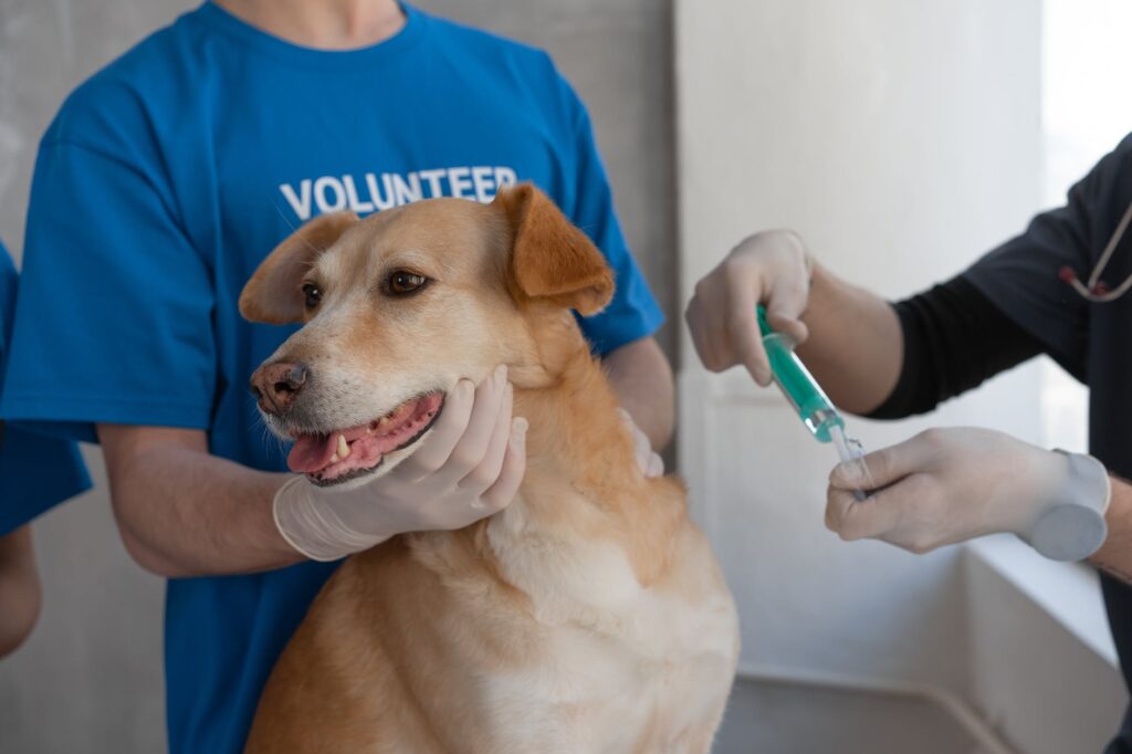 a volunteer person holding a brown dog