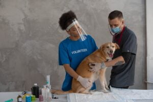 a man doing an examination on a dog