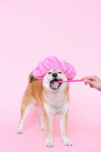 person using a toothbrush on dog with shower cap